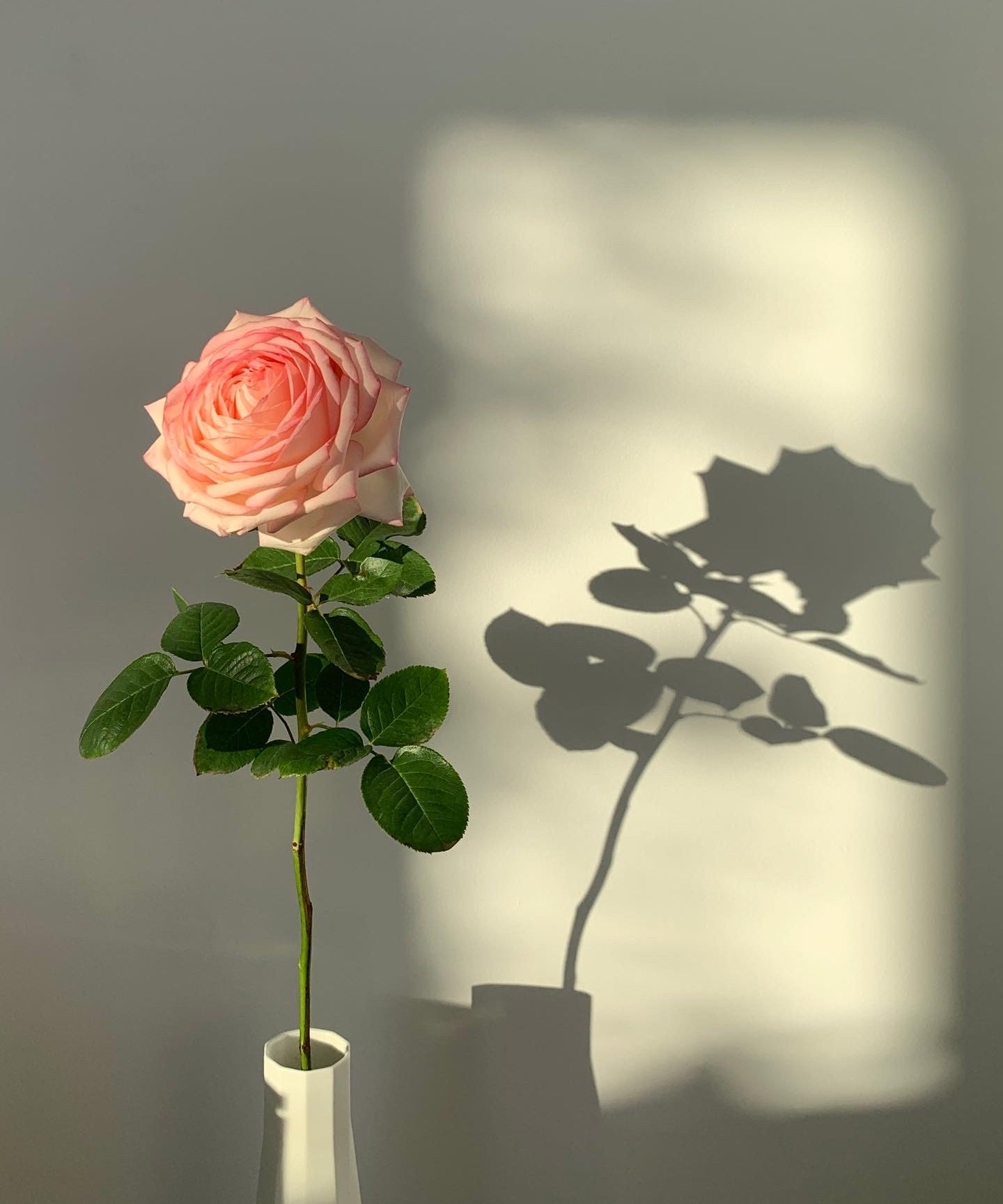 Still Working From Home? Gift Yourself Flowers.