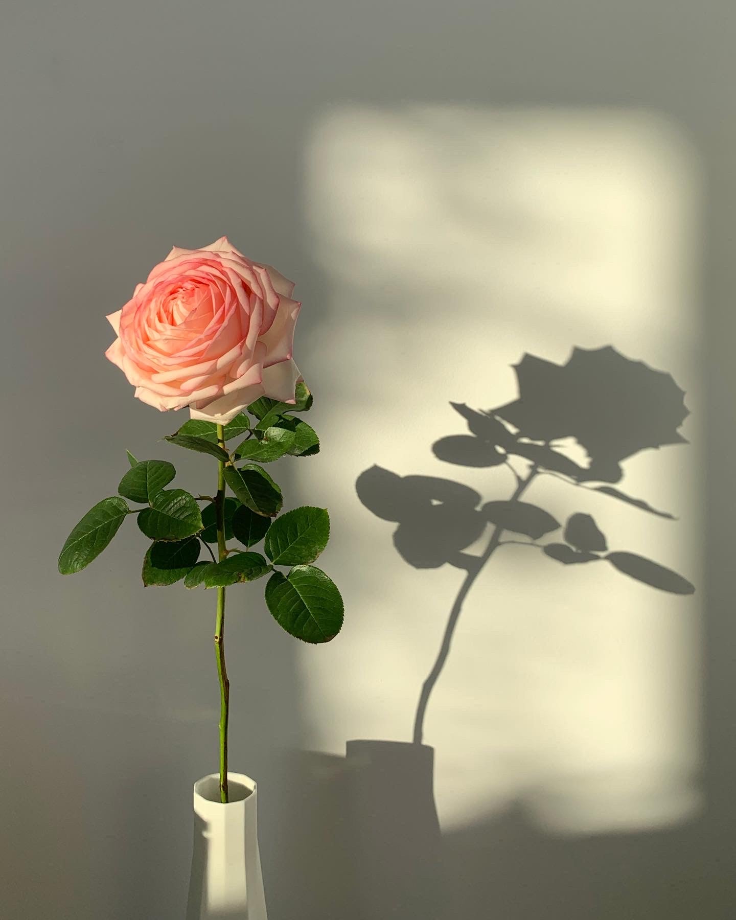 Still Working From Home? Gift Yourself Flowers.