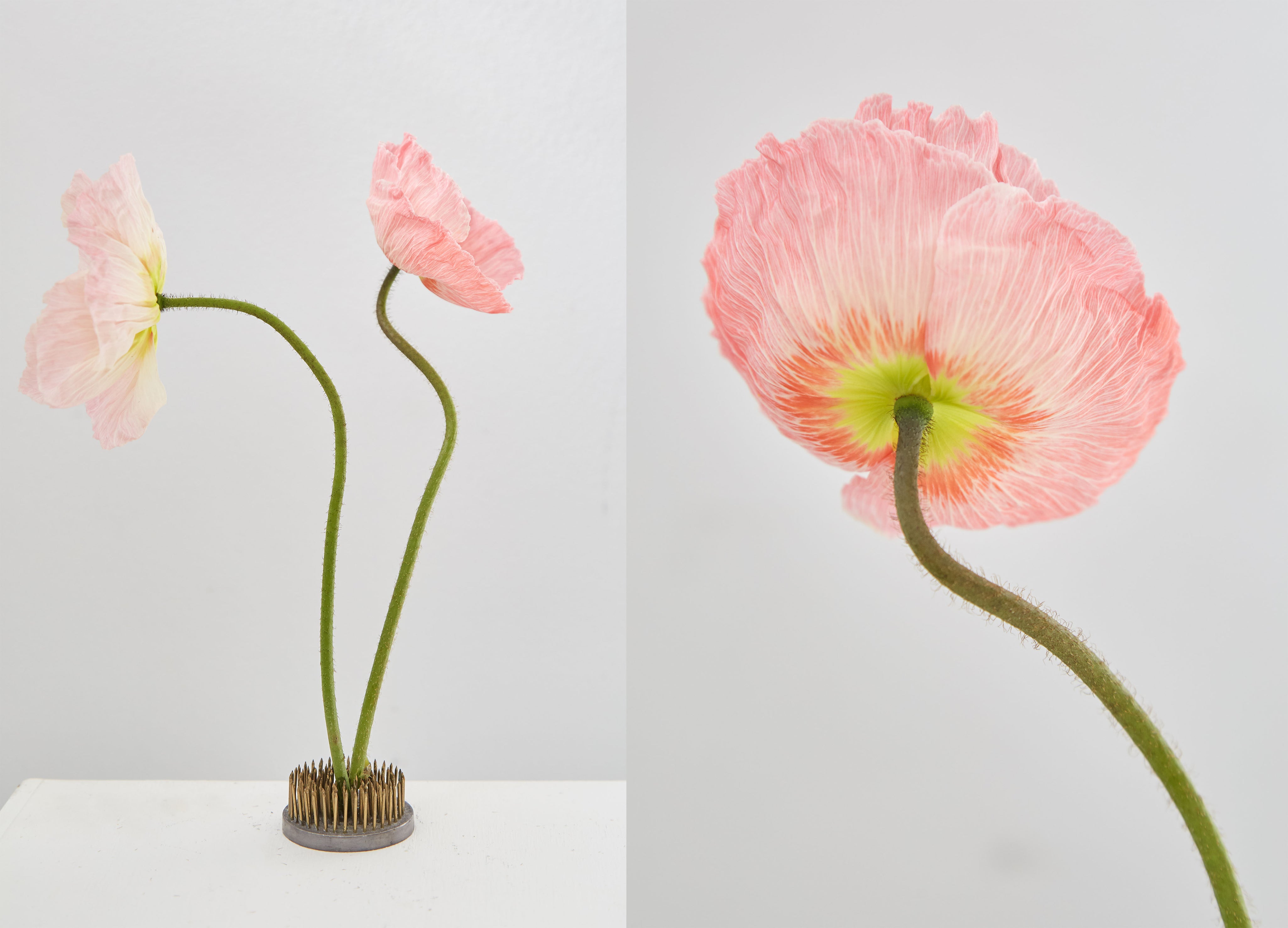 Poppies: The Beauty In The Anatomy