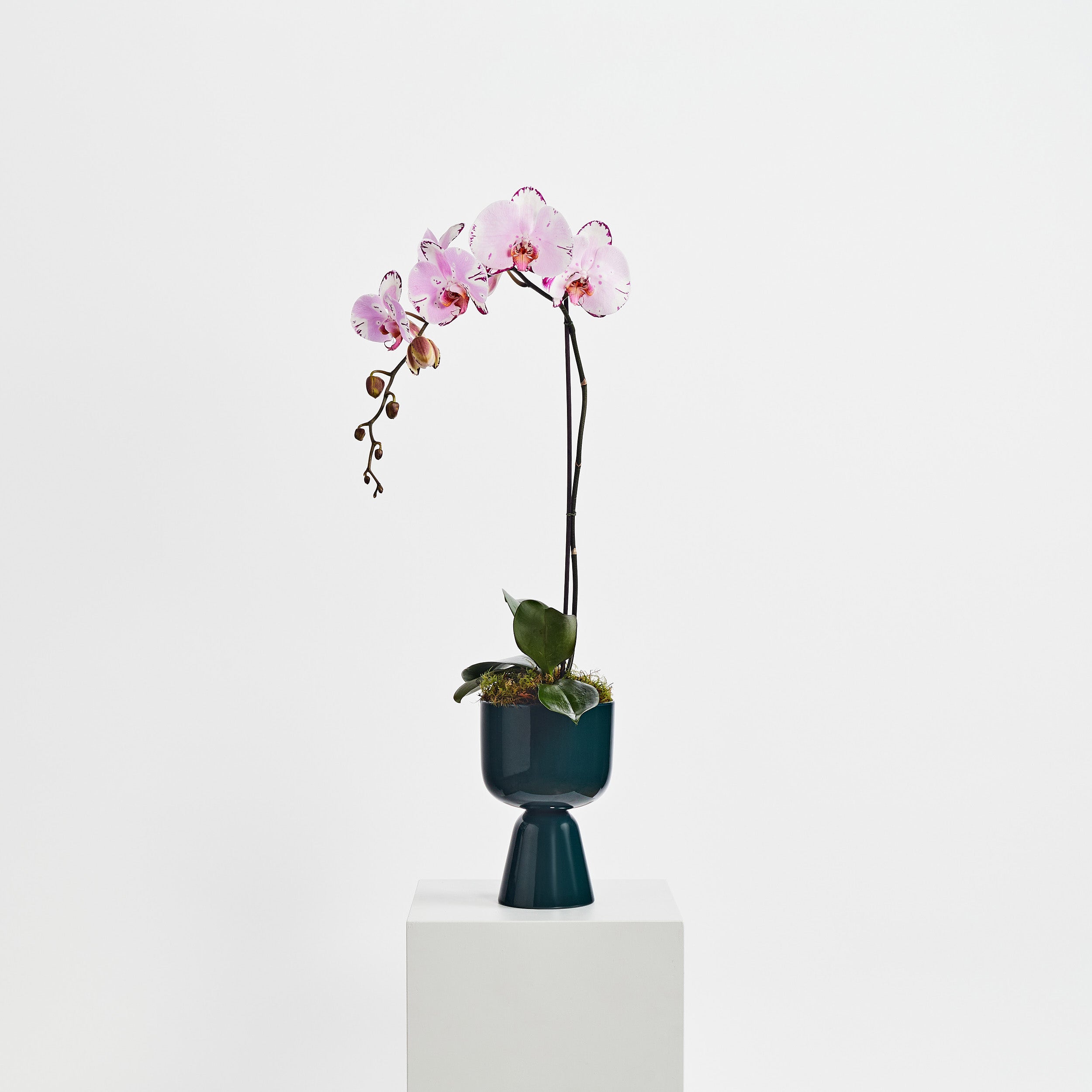 iittala Potted Orchid