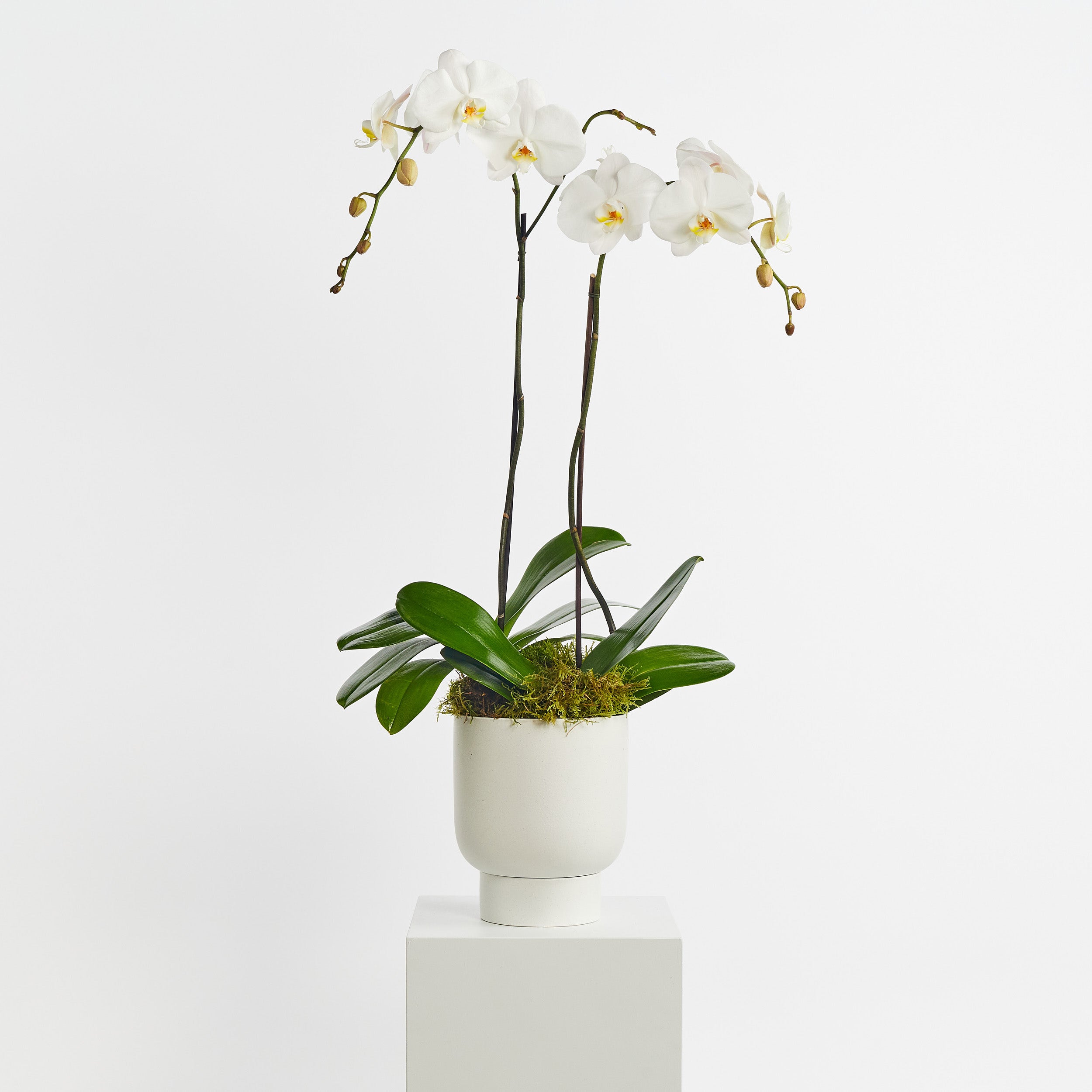 White Potted Orchid