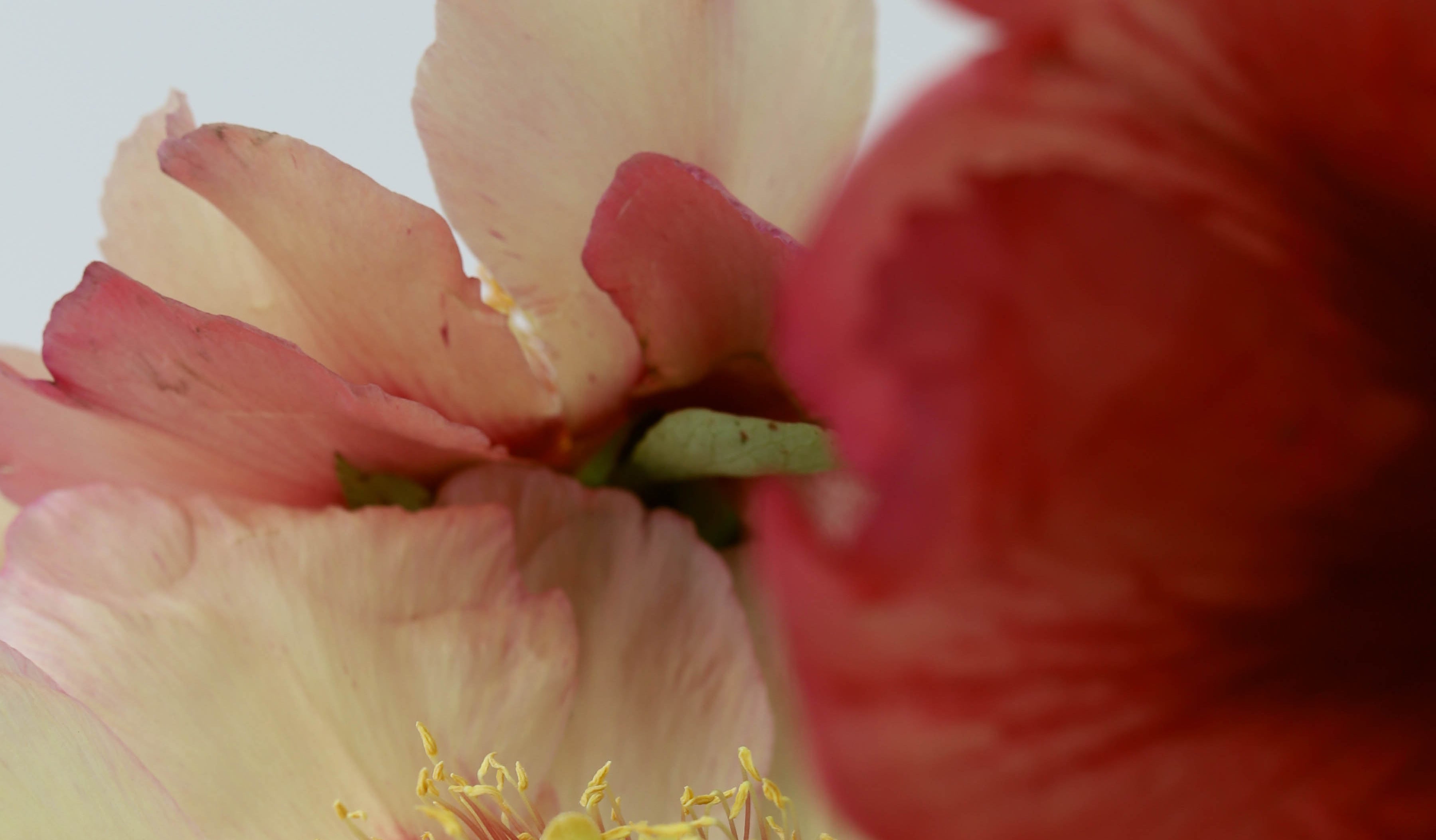 To Mum, With Love: A Guide To Mother’s Day Flowers