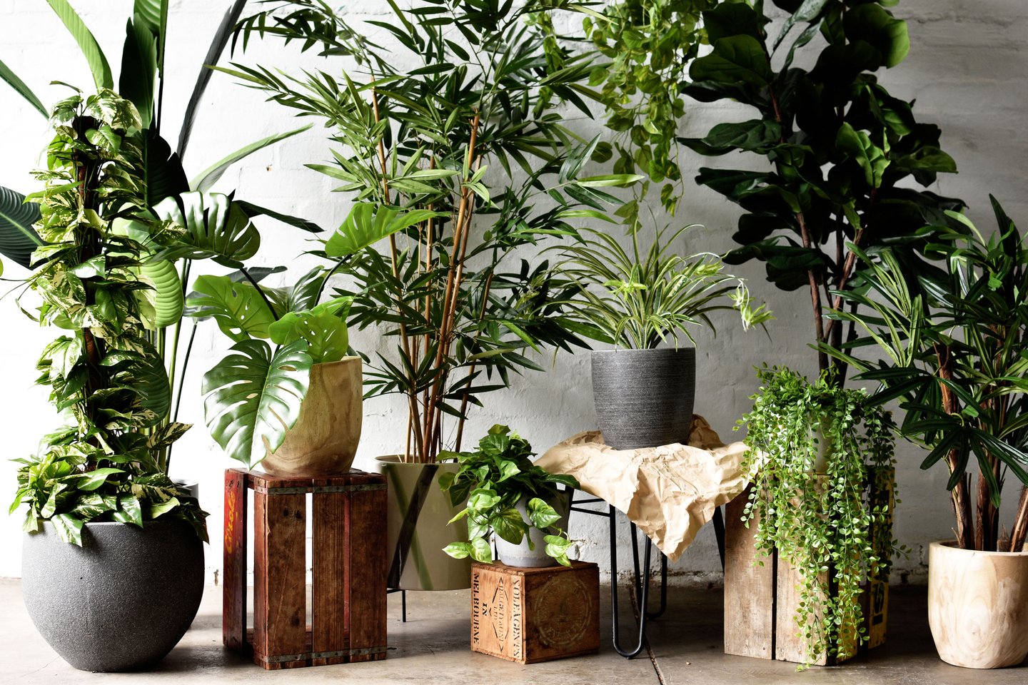 Office Plants: The Secret To Boosting Productivity for 2020