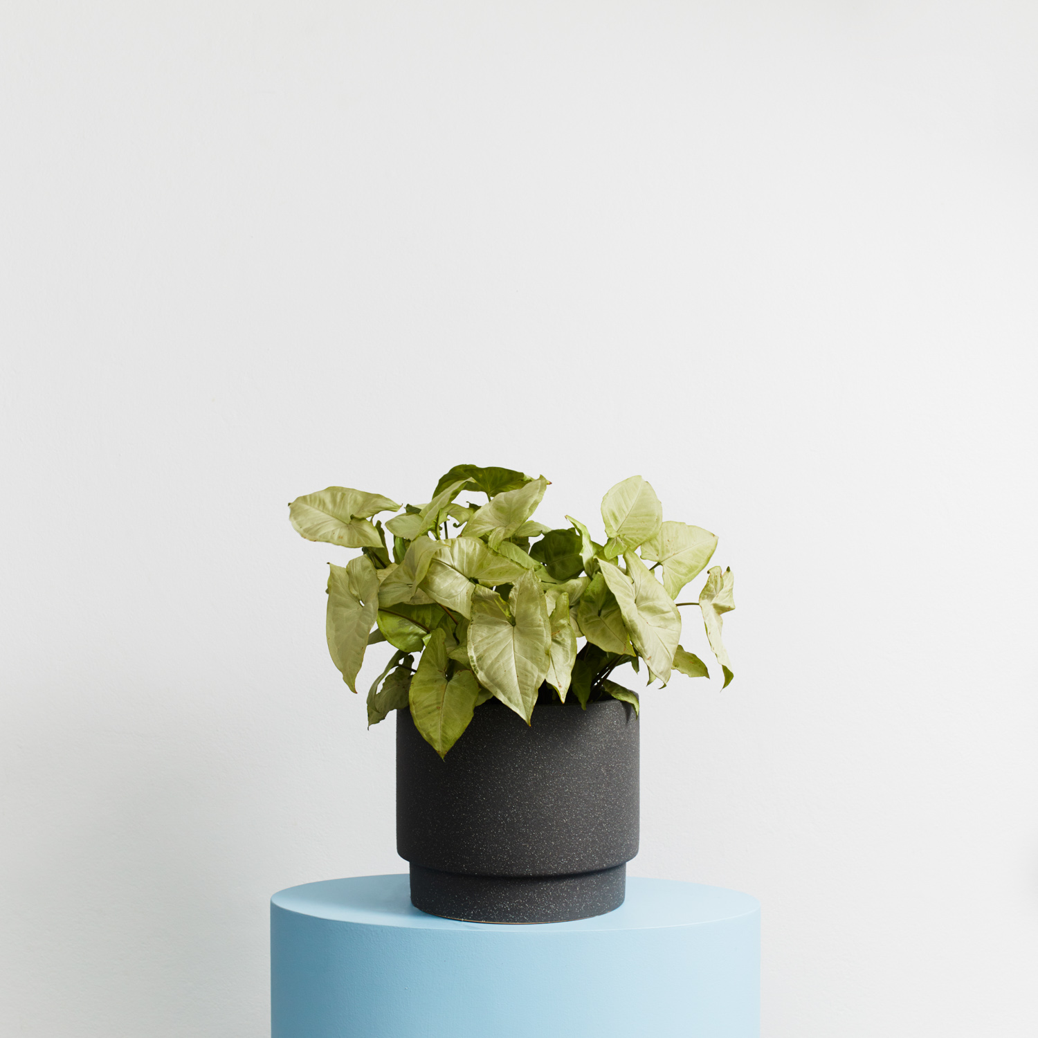 Plants