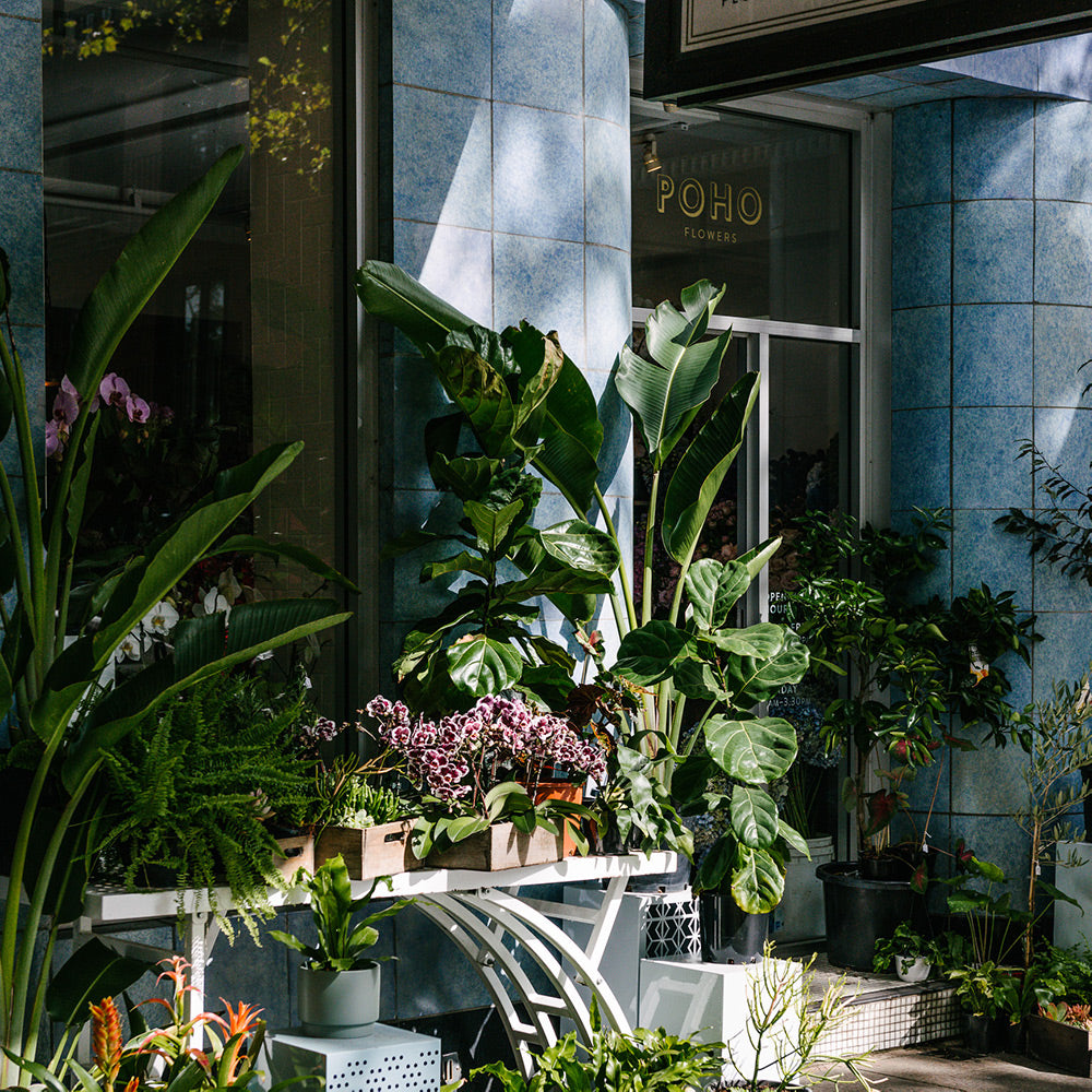 Plants With Purpose