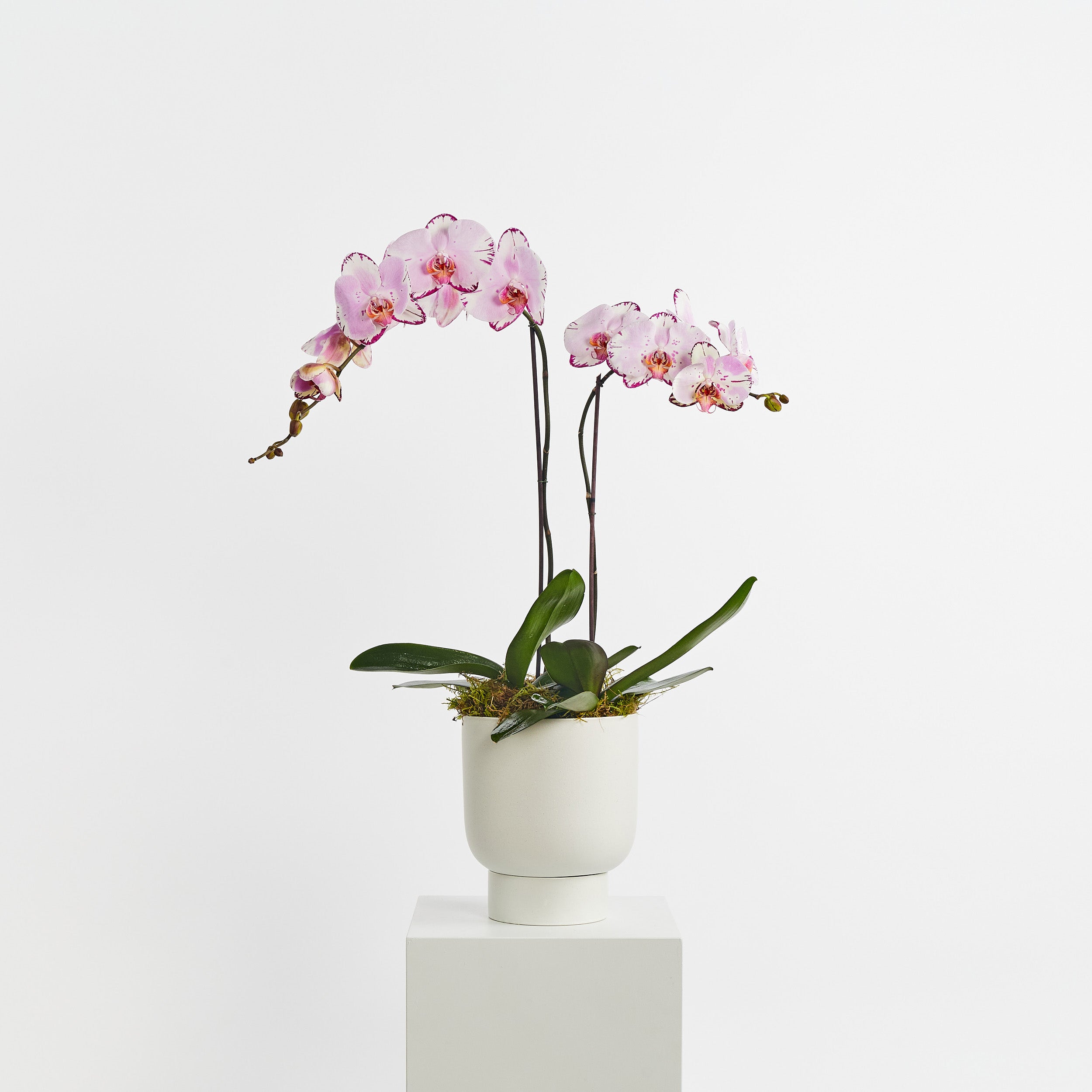 Colour Potted Orchid