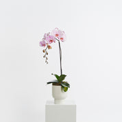 Colour Potted Orchid