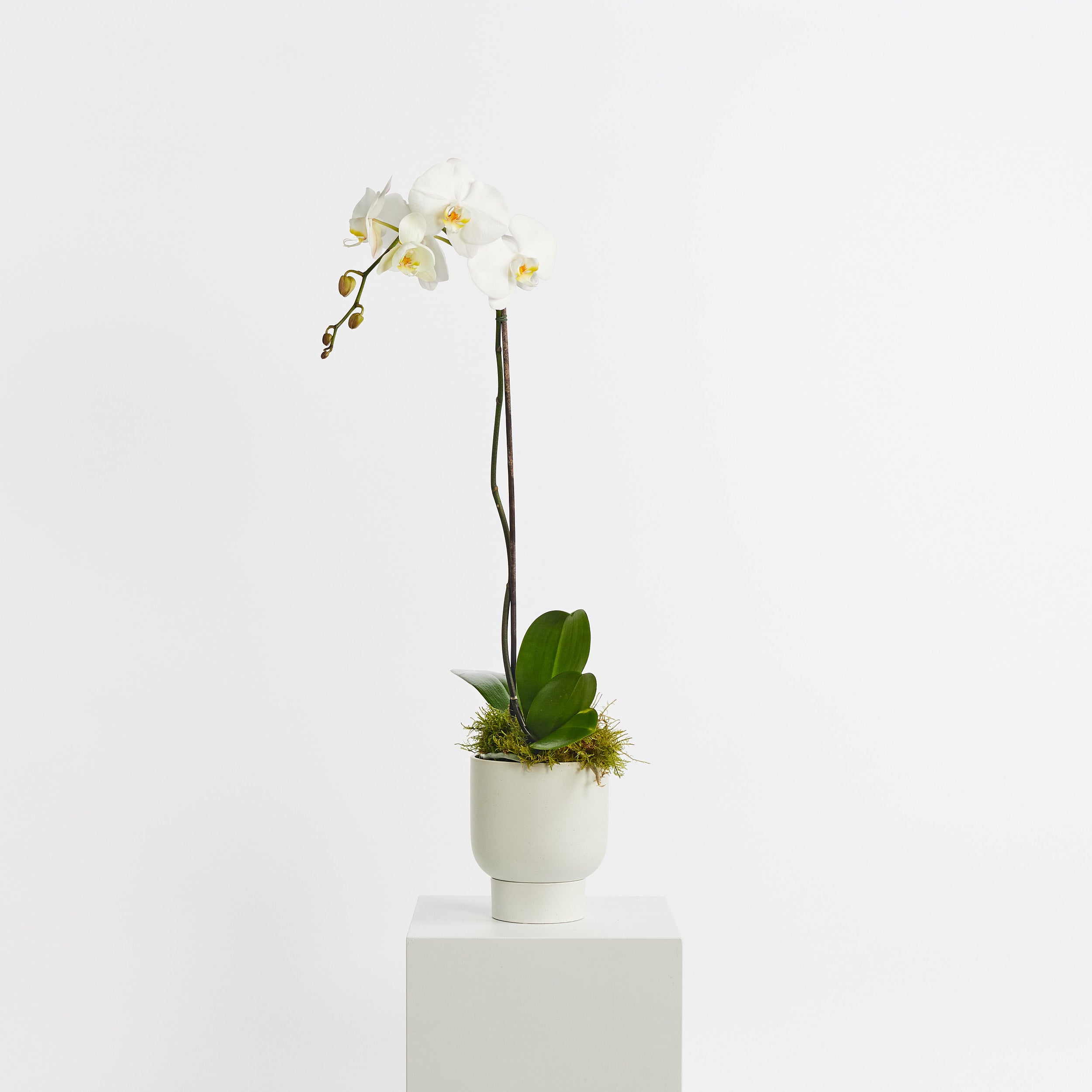 White Potted Orchid